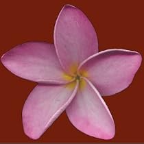 PLUMERIA or FRANGIPANI - 4 Seeds - Pink