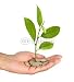 Wallmonkeys Peel and Stick Wall Decals - Palm with a Tree Growng from Pile of Coins - Removable Graphic