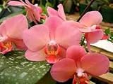 Phal. Desert Sunrise