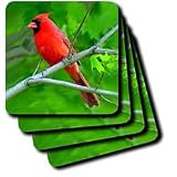 Birds - Red Cardinal - Coasters