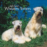 Wheaten Terriers, Soft Coated 2008 Square Wall Calendar