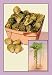 Brussel Sprouts - 20x30 Gallery Wrapped Canvas Print
