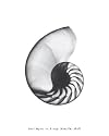 Nautilus Shell Art Print Poster By Bert Myers, 8 " x 10 "