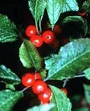 Ilex verticillata: Common Winterberry Seeds