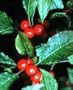 Ilex verticillata: Common Winterberry Seeds