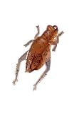 Strike King Cricket, 6 Pack