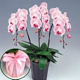 �y��ꉀ�|�z�Ӓ��� �s���N 3�{�����i���b�s���O�t���j
