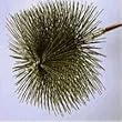 Square Chimney Brush, 10" x 10"