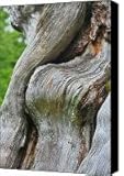 A Remarkable Tree - Duncan Western Red Cedar Olympic National Park WA Canvas Print / Canvas Art -...