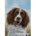 English Springer Spaniel Flag- 28" width x 40" length