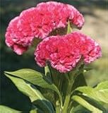 31LFskJkK0L. SL160  Davids Flower Celosia Cramers Rose 100 Seeds per Packet