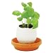 Kitchen & Housewares : Eggling Herb - Basil