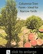 Crimson Rocket Columnar Peach Tree Five Gallon