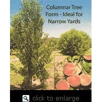 Crimson Rocket Columnar Peach Tree Five Gallon by 
