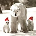 Christmas Cards - Charity Pack of 8 - Polar Bears