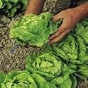 SUTTONS SEEDS: Lettuce All The Year Round Seeds (1000 seeds)