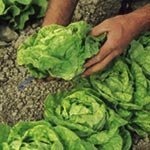 SUTTONS SEEDS: Lettuce All The Year Round Seeds (1000 seeds)