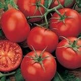 from Haddons TOMATO - MONEYMAKER - 50 SEEDS