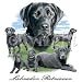 Labrador Retriever Black Adult Long Sleeve T-Shirt