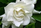 Gardenia MIAMI SUPREME MOST FRAGRANT Flowers 9-12 tall Plant