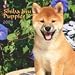 Shiba Inu Puppies 2009 Mini Wall Calendar