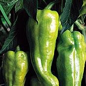 Organic Sweet Acongagua Pepper 50 Seeds