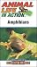Animal Life in Actions Amphibians