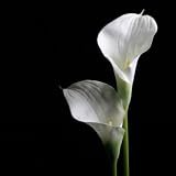Wholesale White Calla Lilies, Fresh, for Wedding Bouquets and Events 48 stems