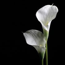 Wholesale White Mini Calla Lilies