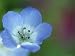 Baby Blue Eyes, Nemophila Phacelioides, Bielefield, Germany Photographic Poster Print by Thorsten Milse, 9x12