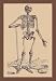 Skeleton with Shovel - 12x18 Framed Print in Gold Frame (17x23 finished)