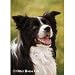Border Collie Flag- 28" width x 40" length
