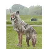 Coyote Replica, new, bird and pest control (Brown) (26H x 22W x 1D)