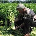 SUTTONS SEEDS: Celery Giant Pascal Seeds (1,750 seeds)