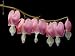 Common Bleeding Heart Flowers, Dicentra Spectabilis Photographic Poster Print by Joel Sartore, 12x16