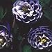 Grow Your Secret Garden Aquilegia William Guiness Doubles