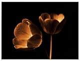 IMAGE OF Tulip Duo PREMIUM GRADE Rolled CANVAS Art Print Ilona Wellmann 25x19