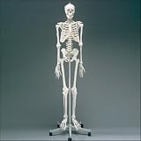Flexible Physiotherapy Skeleton with stand (Hugo)-Z3014