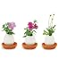 Eggling Plants (set of 3) Flowers: Petunia, Phlox, Chrysanthemum
