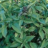 Organic Thai Basil - 50 Seeds - Herb