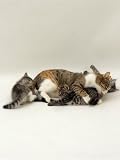 Domestic Cat, Holds Down 6-Week Kitten to Lick Her Clean, While Another Plays with Her Tail Photographic Poster Print by Jane Burton, 12x16