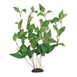 Green Hygrophila Plant - Bushy - 17 in.