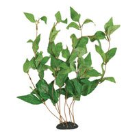 Green Hygrophila Plant - Bushy - 17 in.