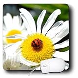 Patricia Sanders Flowers - lucky ladybug on a daisy - Mouse Pads