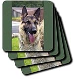 Dogs German Shepherd - German Shepherd Portrait - Coasters