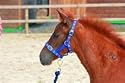 Shires Foal Fully Adjustable Nylon Headcollar-Green