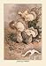 Helvella Crispa - Paper Poster (18.75 x 28.5)