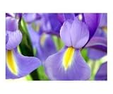 The Iris - Color Enhanced Emerging Artists Photographic Poster Print by Christian Kurasek, 10x8
