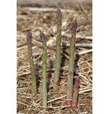Asparagus, Jersey Knight