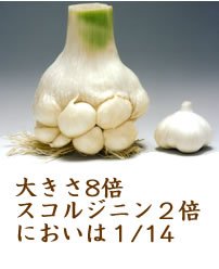 長野産 無農薬栽培 無臭ニンニク 粉末 10個セット 1200g/約2400日分